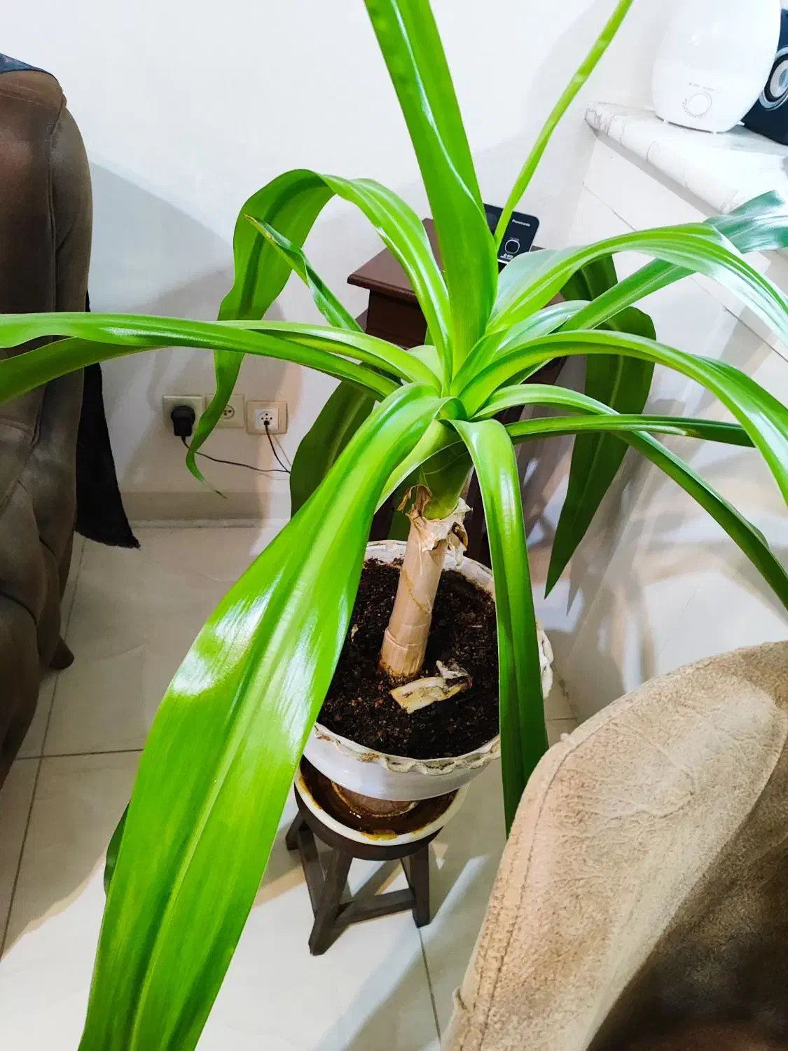 گل اشک ملکه زیبا|گل و گیاه طبیعی|اصفهان, رکن الدوله شرقی|دیوار