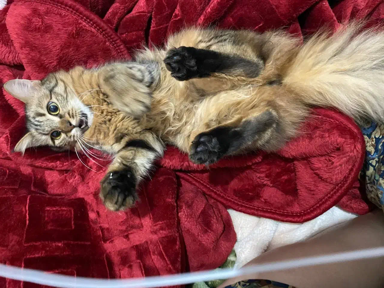 واگذاری رایگان گربه دی ال اچ مهربون|گربه|نوشهر, |دیوار