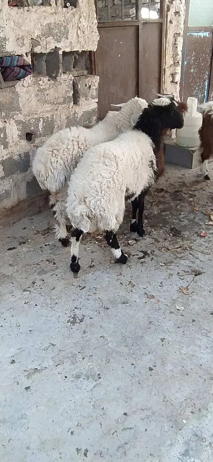 دوتا بره و سه تا بزغاله نر در خونه ای|حیوانات مزرعه|زاهدان, |دیوار
