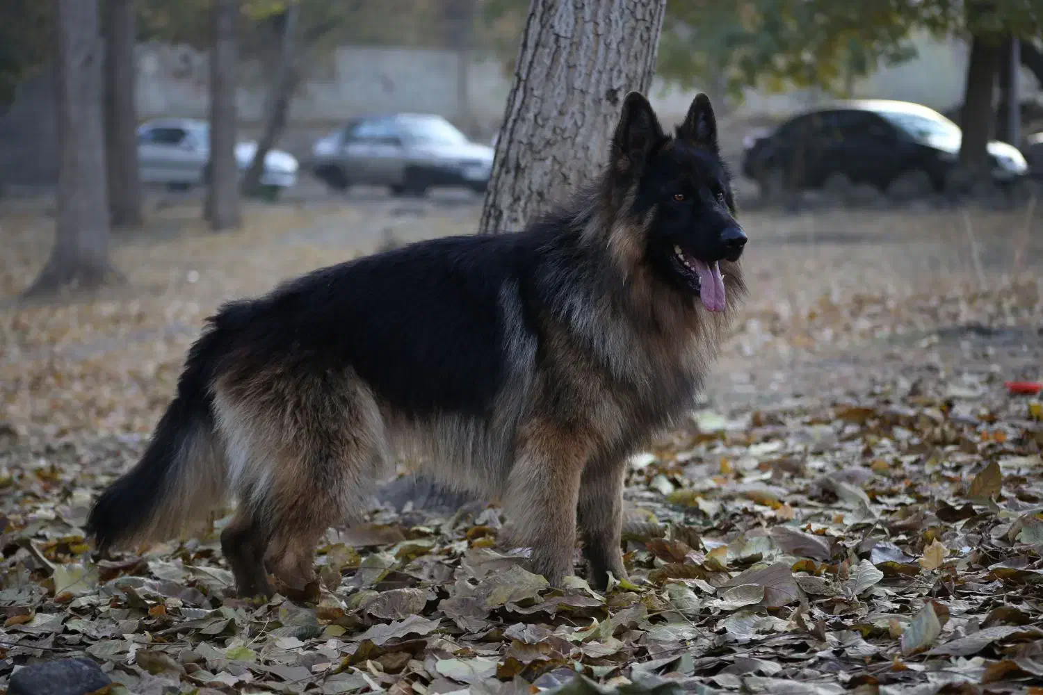 توله ژرمن|سگ|شهریار, شهریار|دیوار