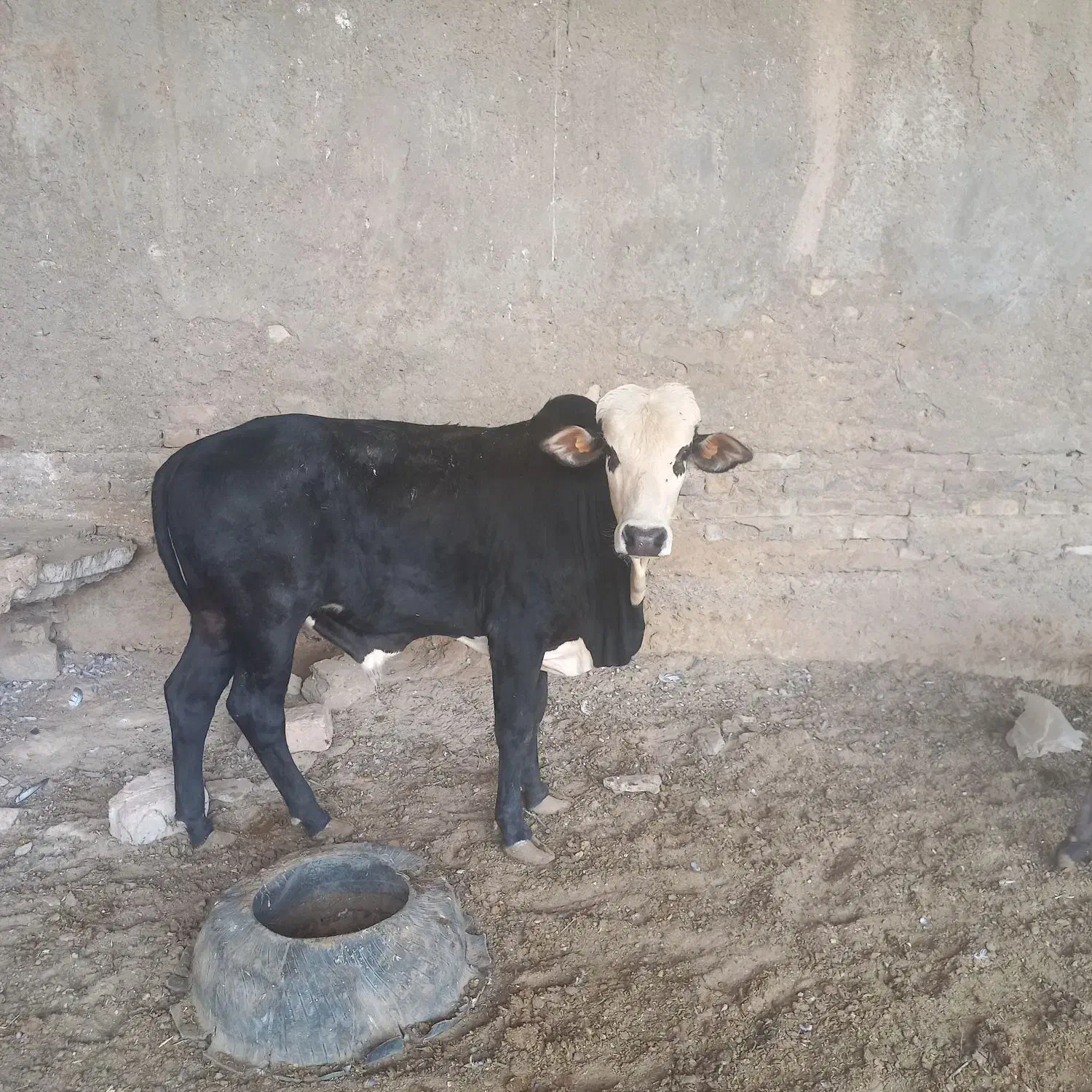 گوساله نره|حیوانات مزرعه|زابل, |دیوار