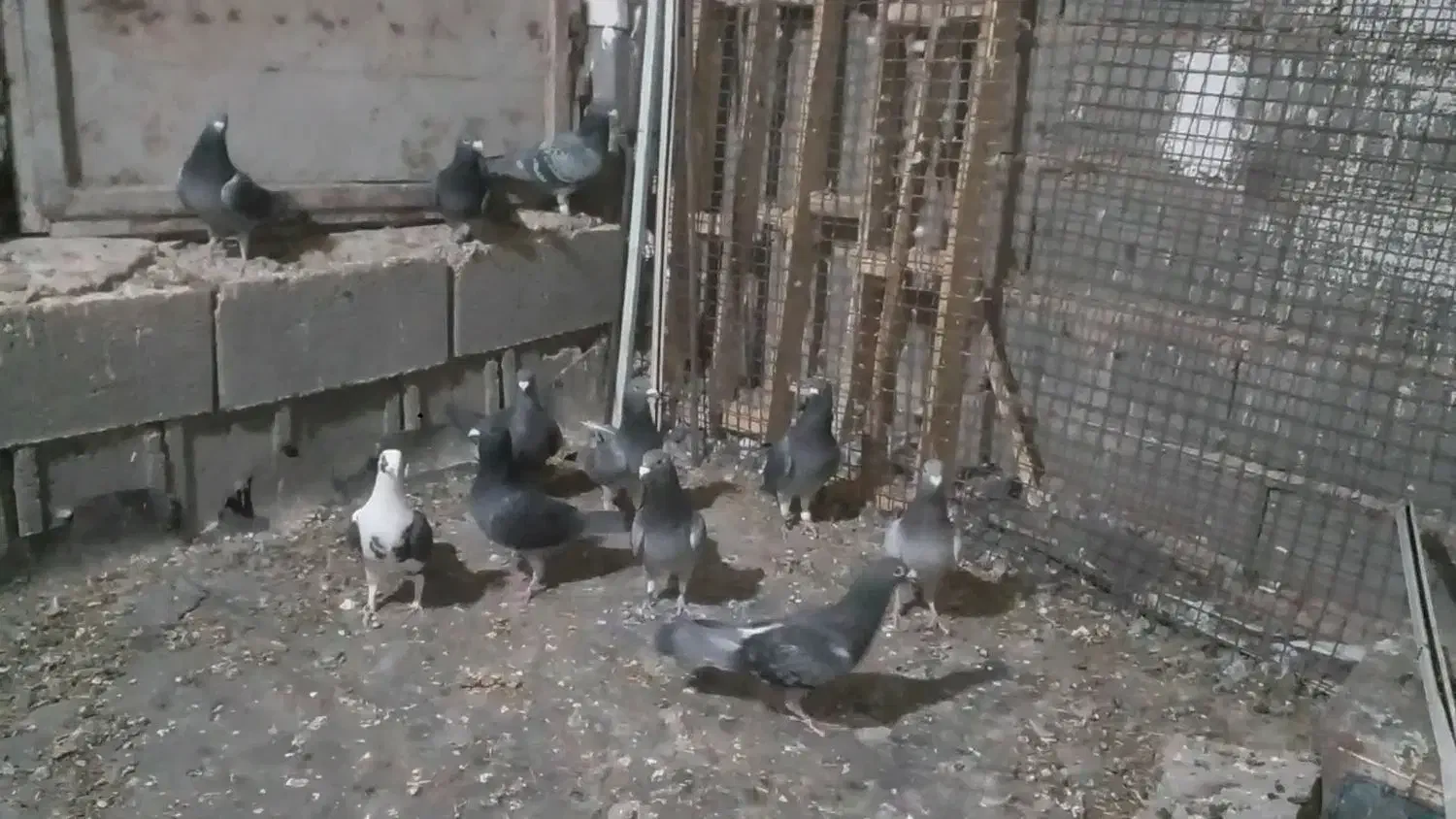 دسته کبوتر|پرنده|کوه چنار, |دیوار