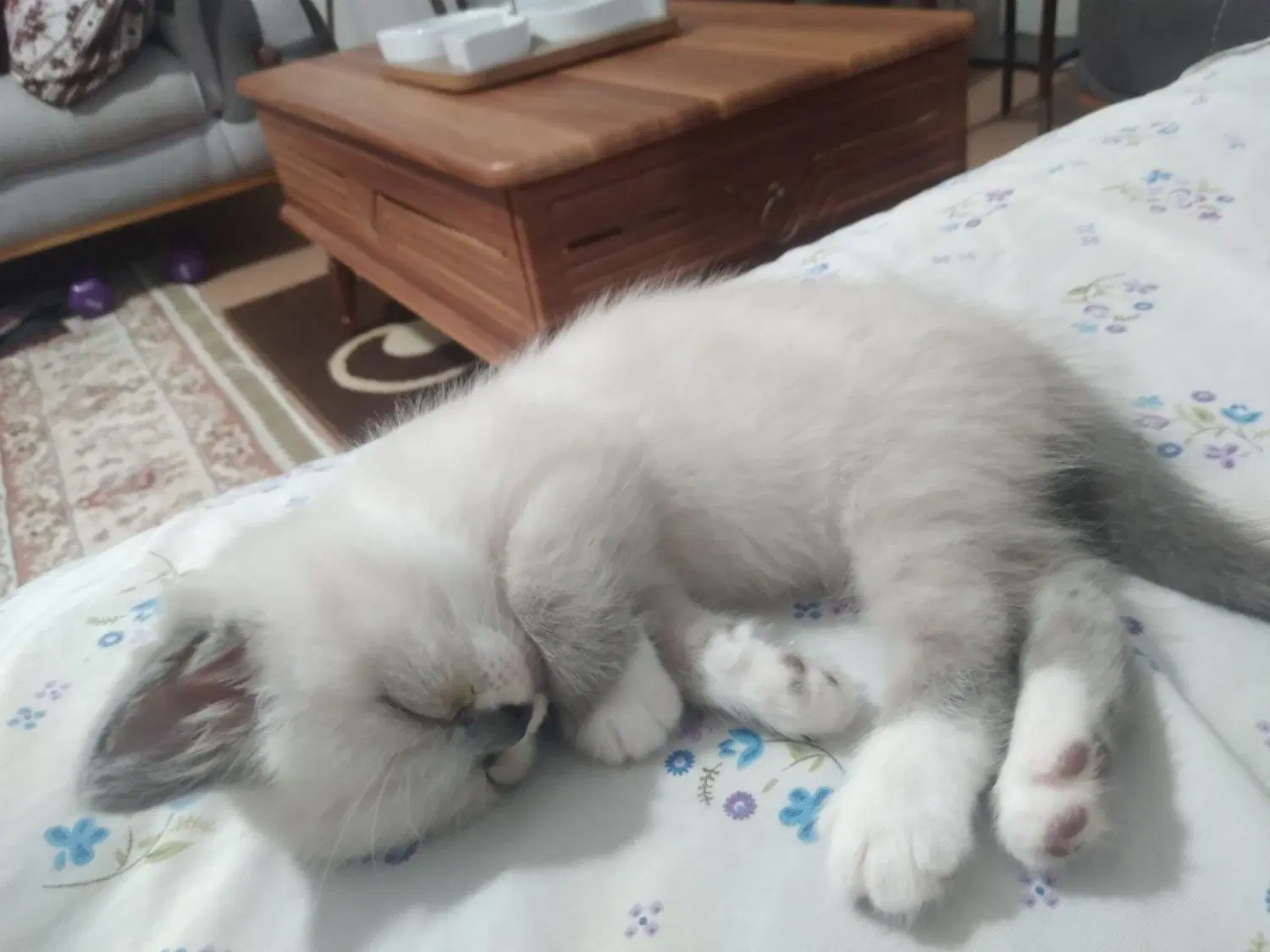 گربه|گربه|گرگان, |دیوار