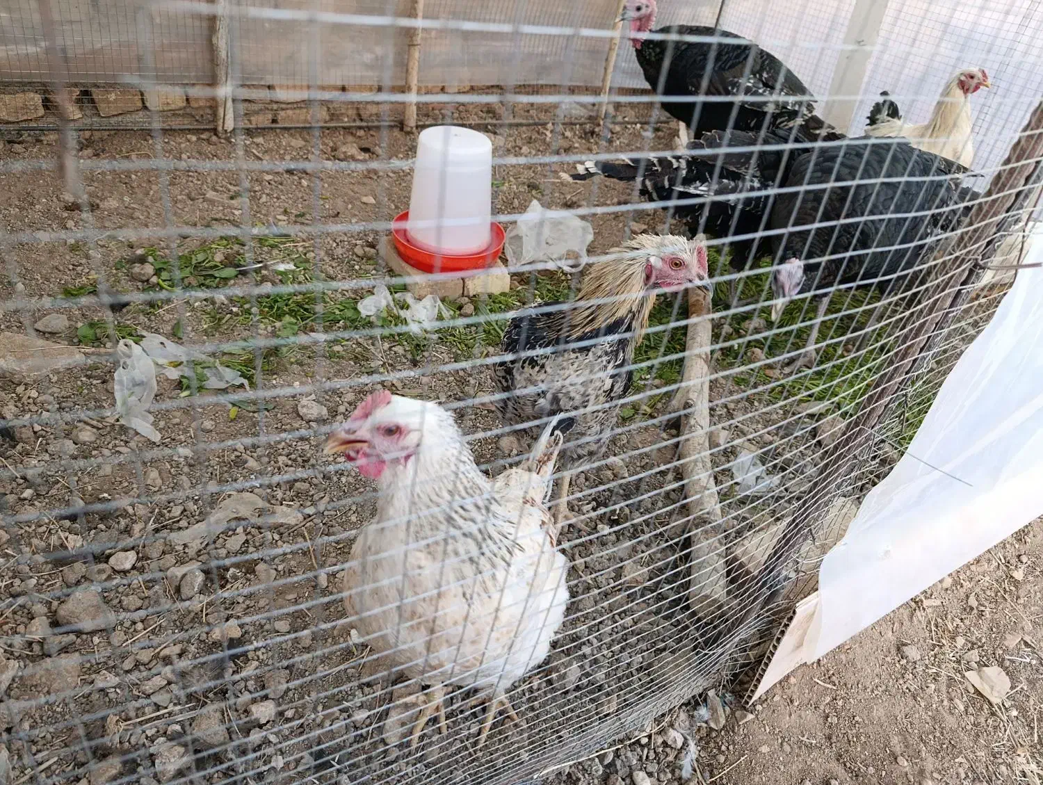 فروش جوجه برهما و محلی و گلین|حیوانات مزرعه|خرمدره, |دیوار