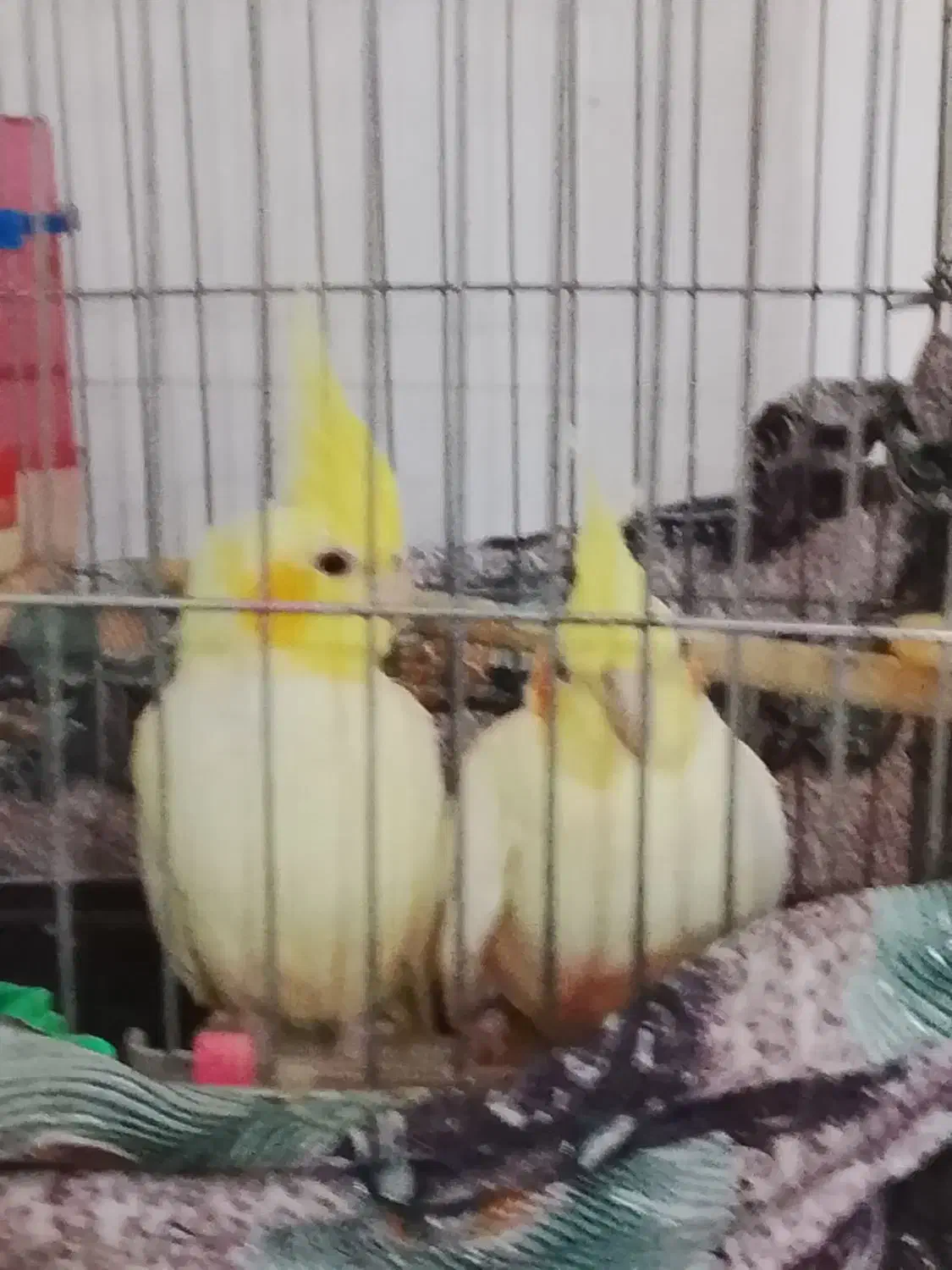 عروس هلندی|پرنده|شوش, |دیوار