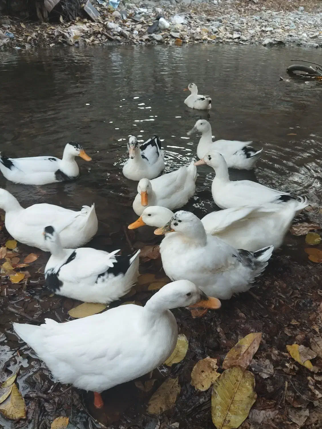 اردک محلی|حیوانات مزرعه|فشم, |دیوار