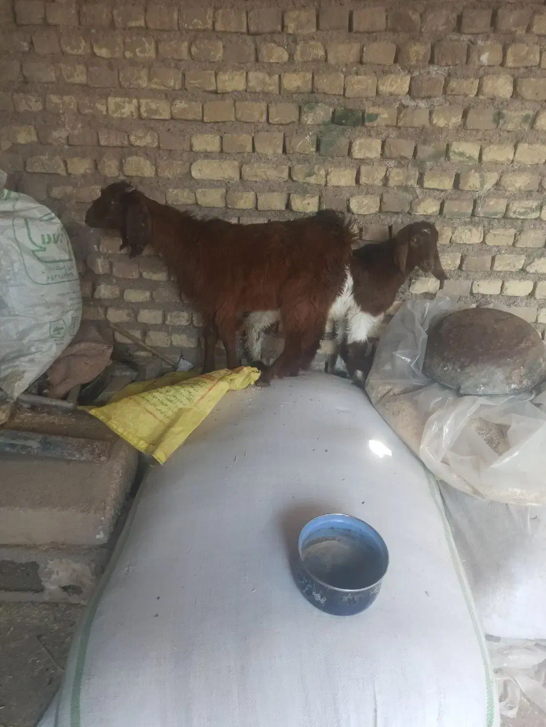 نرماده|حیوانات مزرعه|دزفول, |دیوار