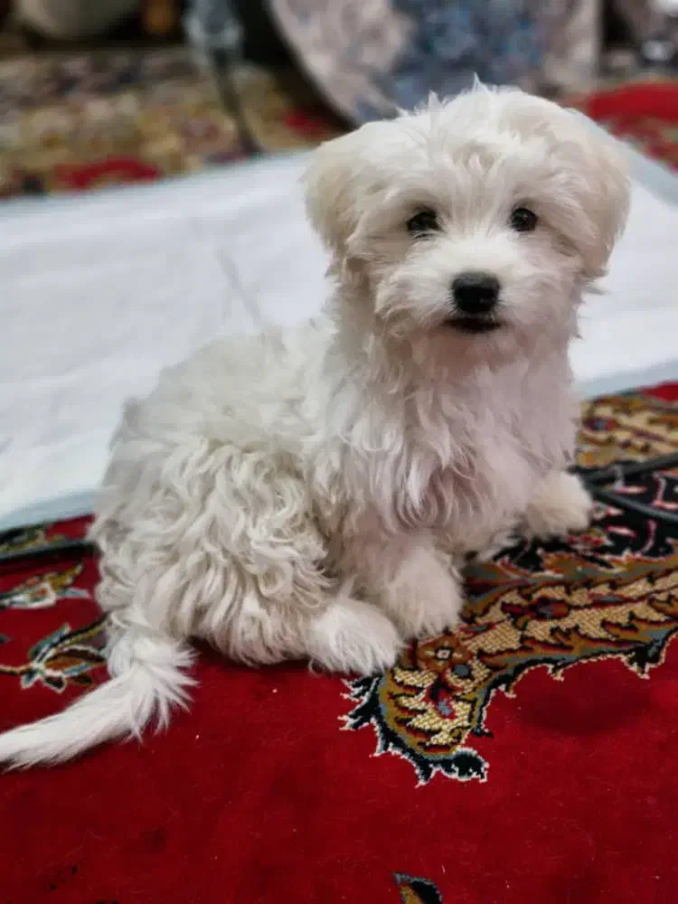 سگ شیتزو|سگ|شهر بابک, |دیوار