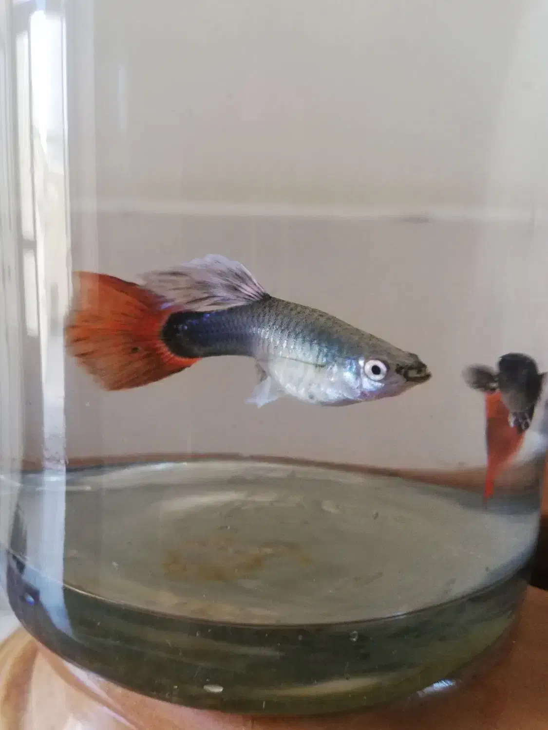 ماهی گوپی و فایتر|ماهی|تبریز, |دیوار