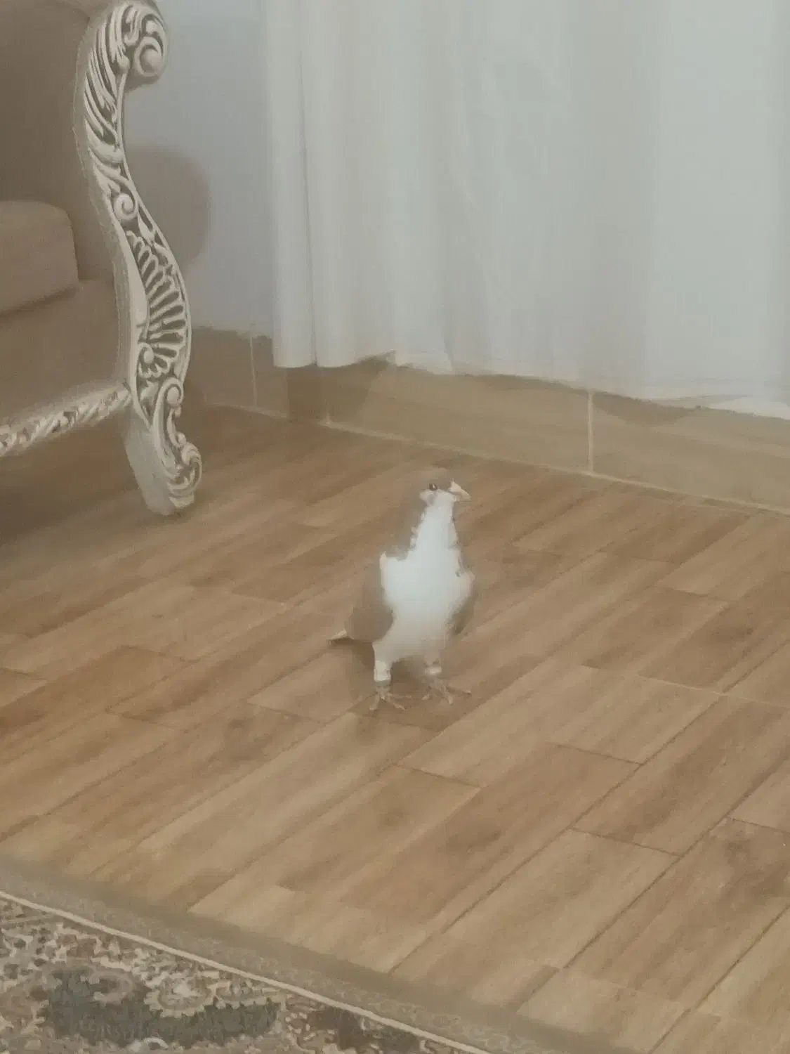 ساده زرد نر|پرنده|طرقبه, |دیوار