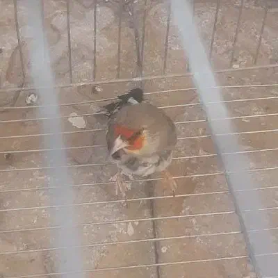 سهره سقا کرمونی|پرنده|کرمان, |دیوار