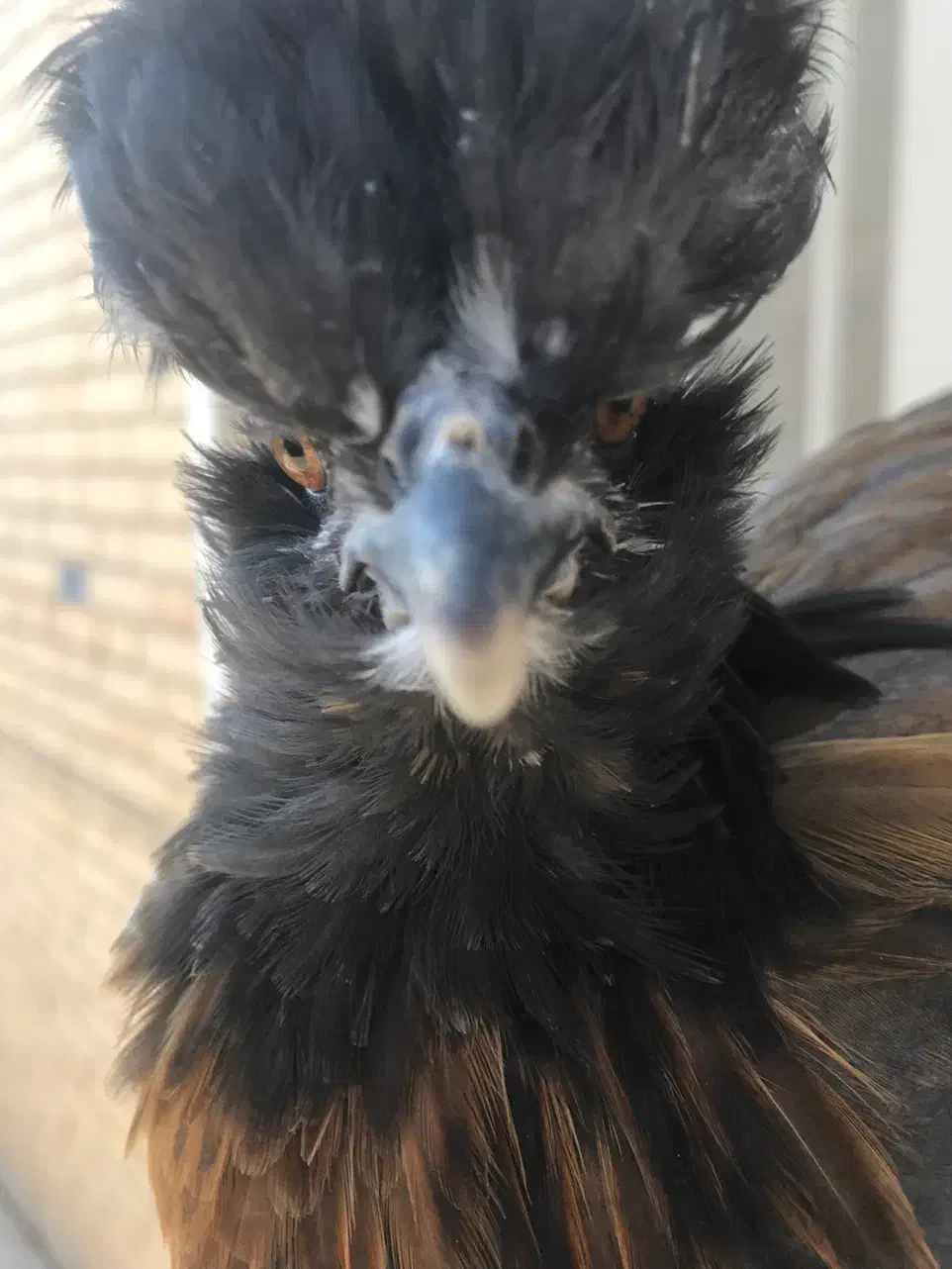 جوجه مرغ نژاد سلطان رنگ سیاه|حیوانات مزرعه|جم, |دیوار