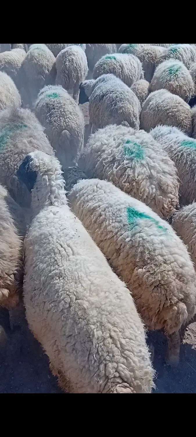 گوسفند سالم و پرواری آماده تحویل|حیوانات مزرعه|زید آباد, |دیوار