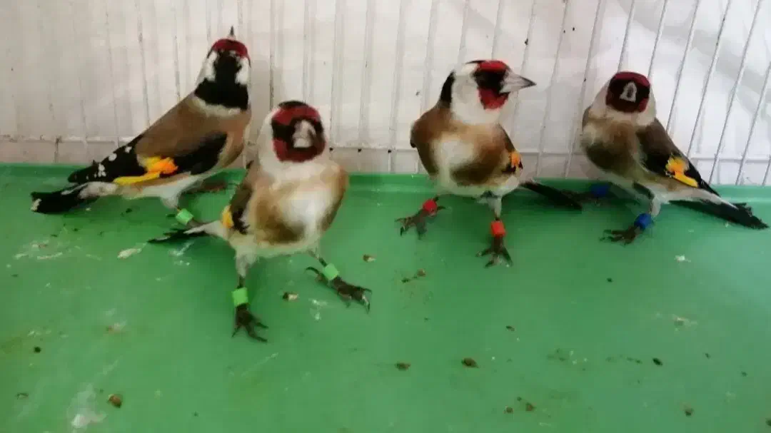 فروش سهره رسمی نر تضمینی|پرنده|شاهرود, |دیوار