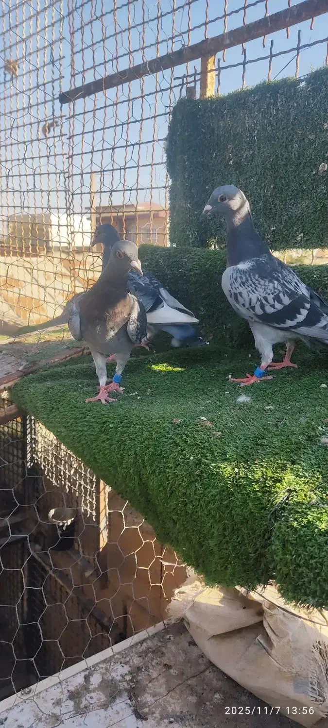 کبوتر آردن و سار و بزک ،سوسکی|پرنده|آق قلا, |دیوار