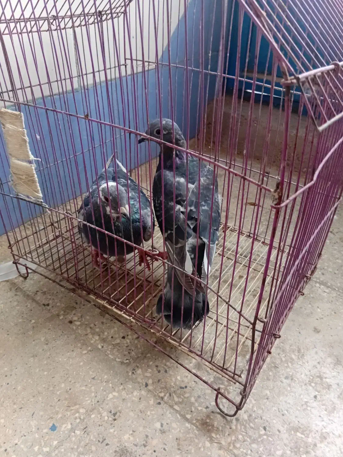 کبوتر|پرنده|امیدیه, |دیوار