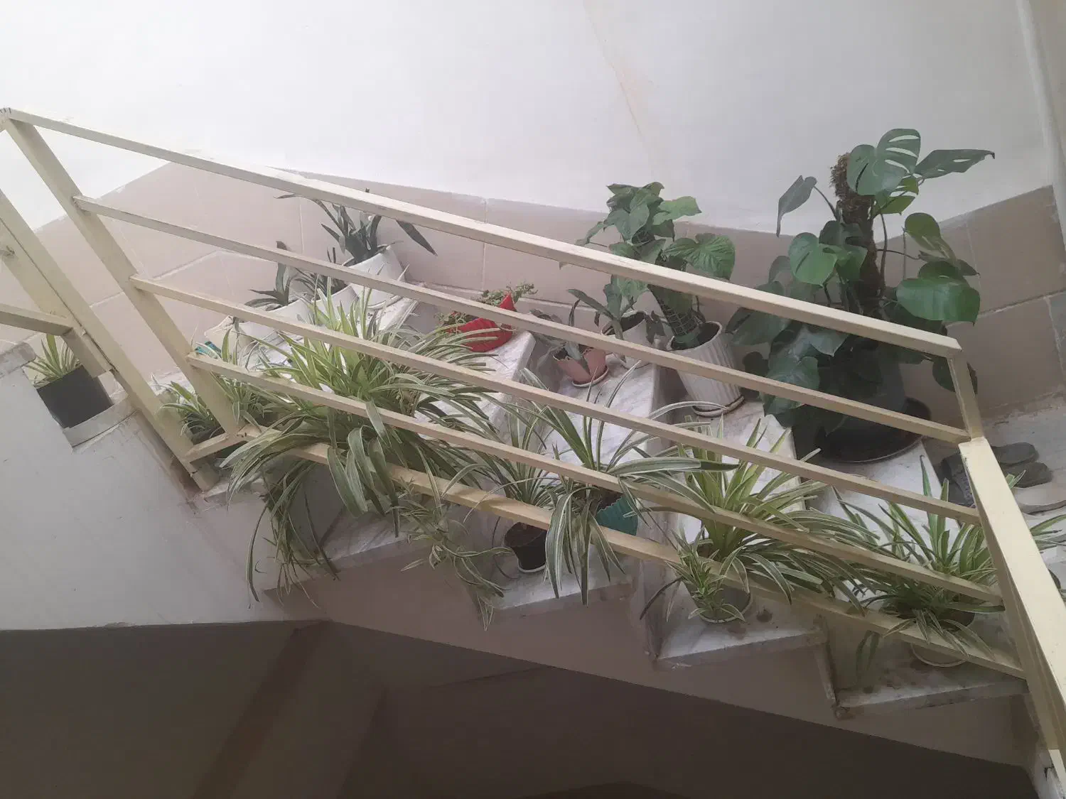 گل گندم گل گندمی|گل و گیاه طبیعی|الوند, |دیوار