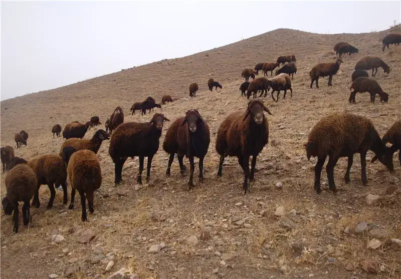 گوسفند|حیوانات مزرعه|دیواندره, |دیوار