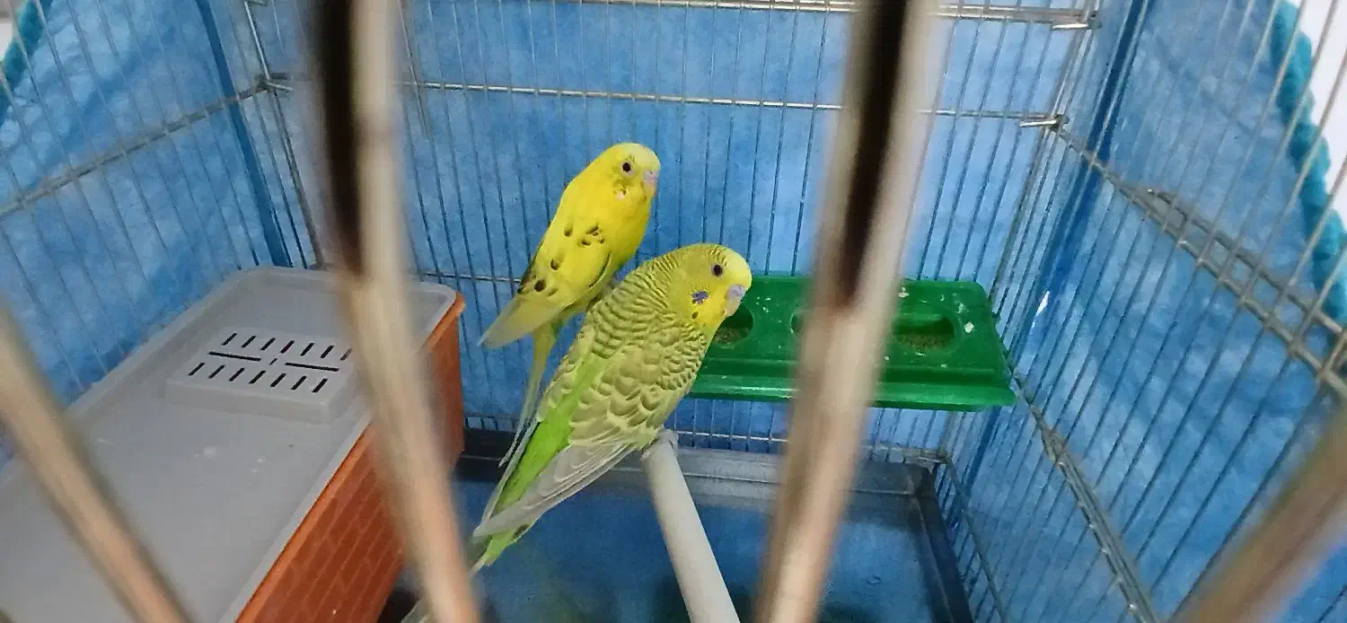 مرغ عشق|پرنده|گرمسار, |دیوار