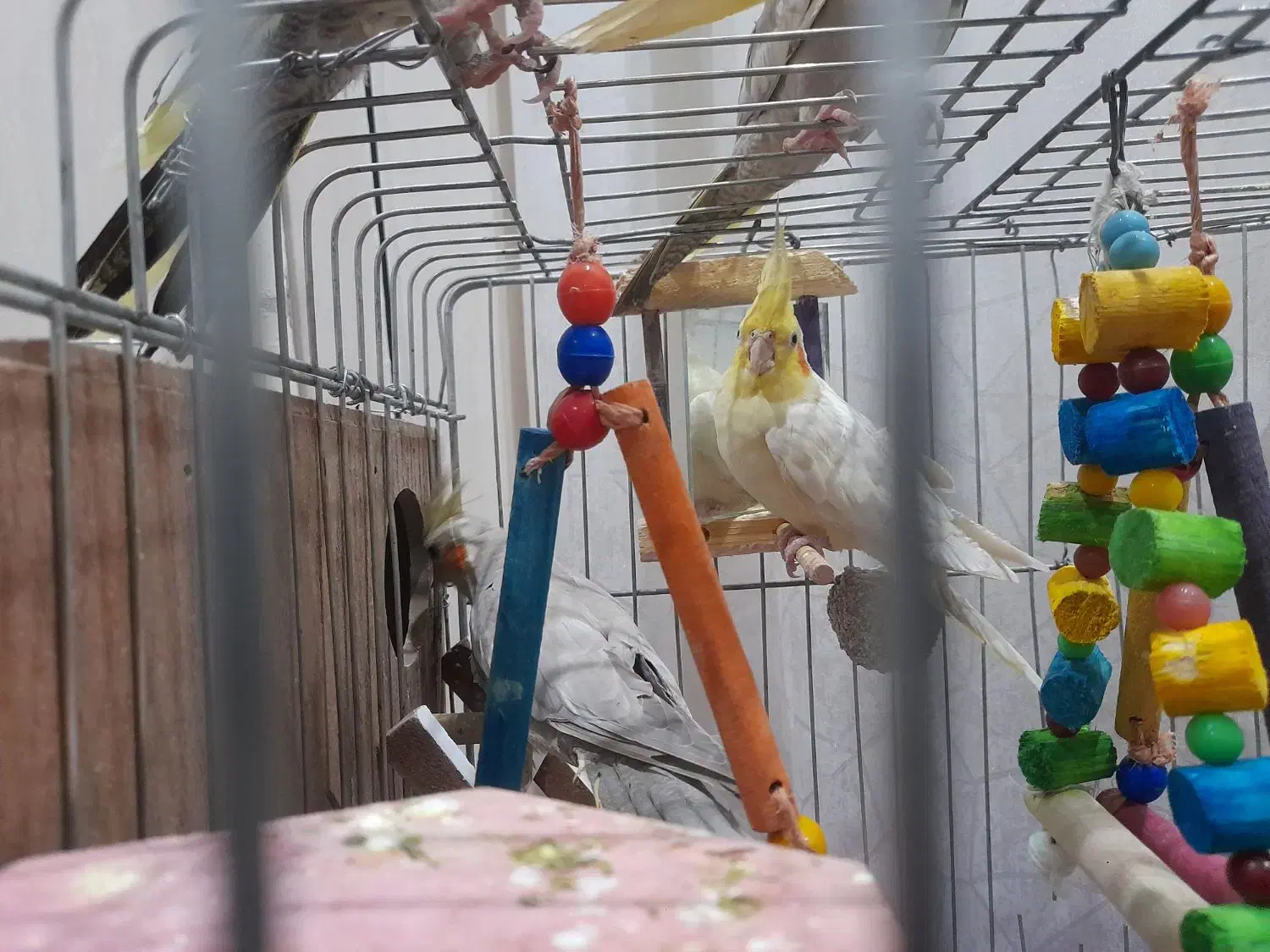 عروس هلندی دستی|پرنده|تاکستان, |دیوار