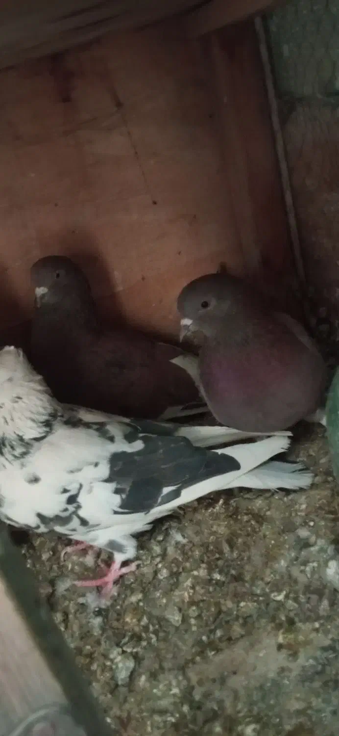 کبوتر|پرنده|قم, بکایی|دیوار