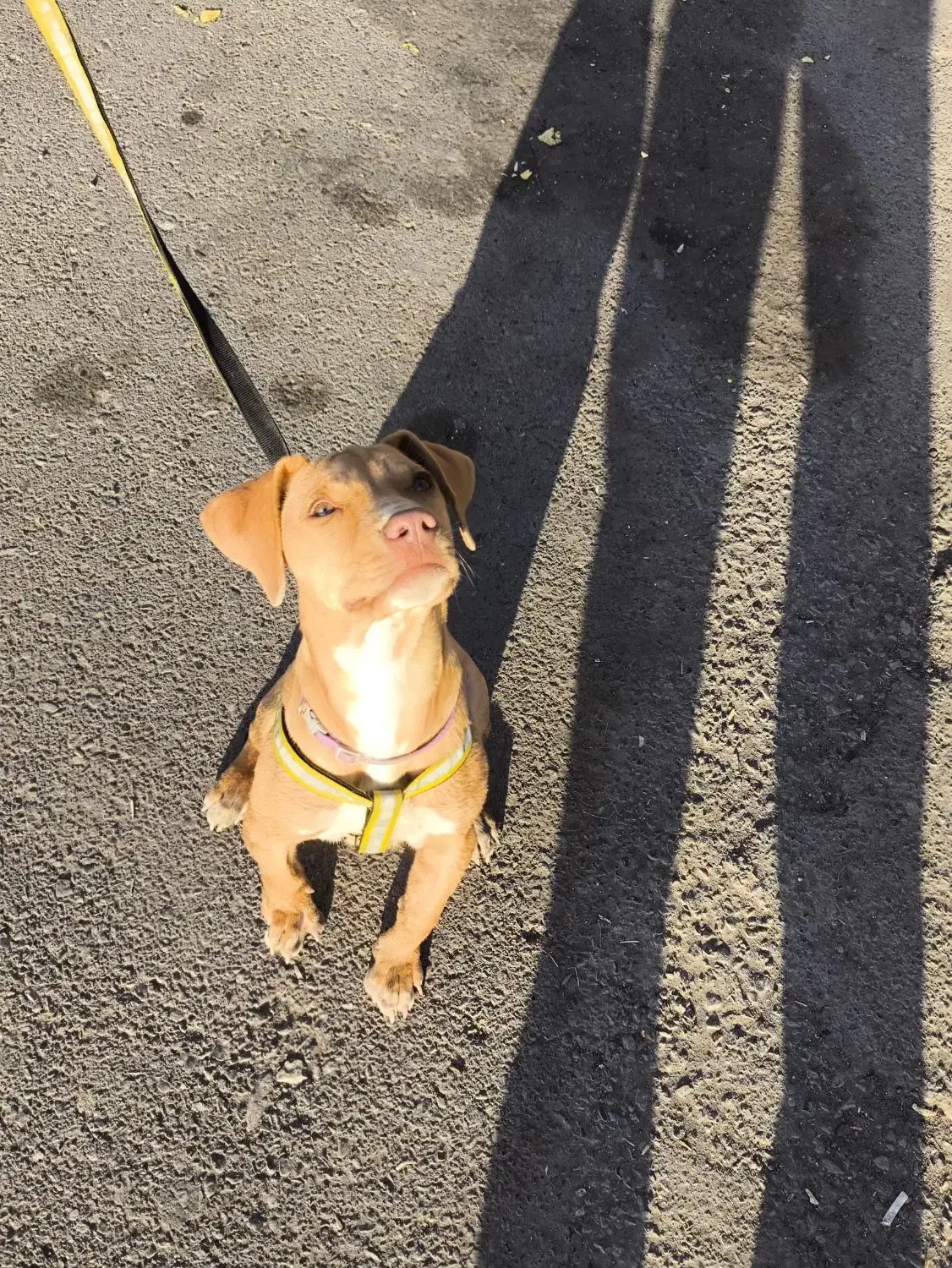 حیوان|سگ|سبزوار, امیر کبیر|دیوار