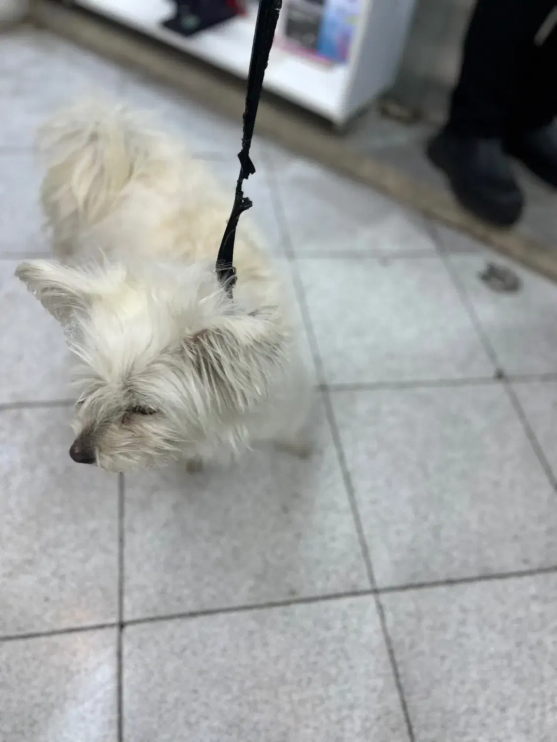 سگ شیتزو|سگ|سنندج, |دیوار