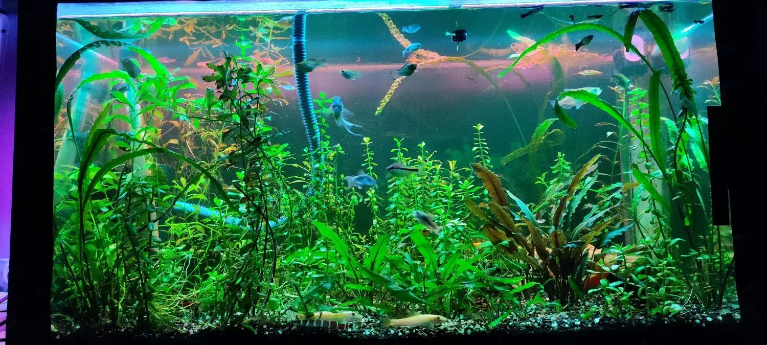 اکواریوم ۸۰سانت در ۴۵ ارتفا ۴۵ فول پلنت و ماهی|ماهی|نقده, |دیوار