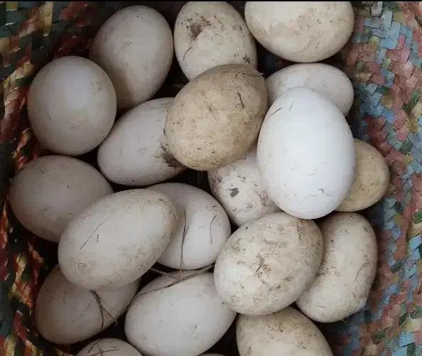 تخم غاز محلی و قوغاز نطفه دار|حیوانات مزرعه|لاهیجان, لیالستان|دیوار