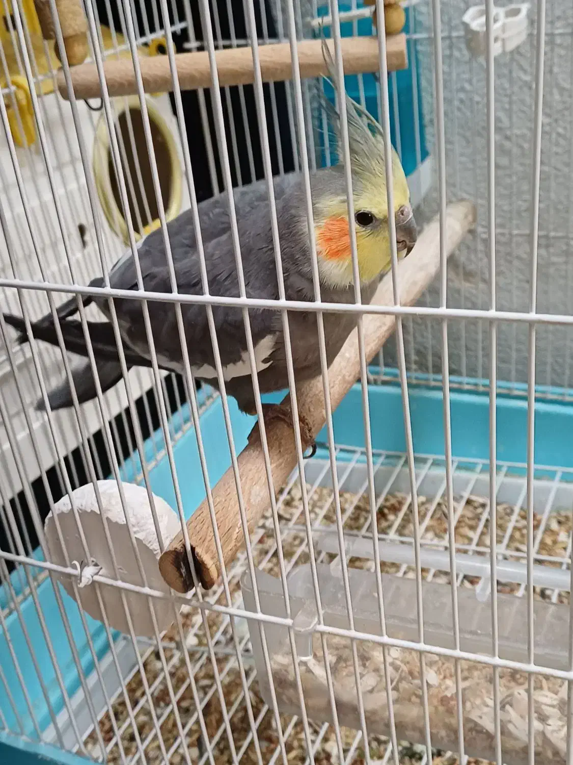 عروس هلندی|پرنده|کوهدشت, |دیوار