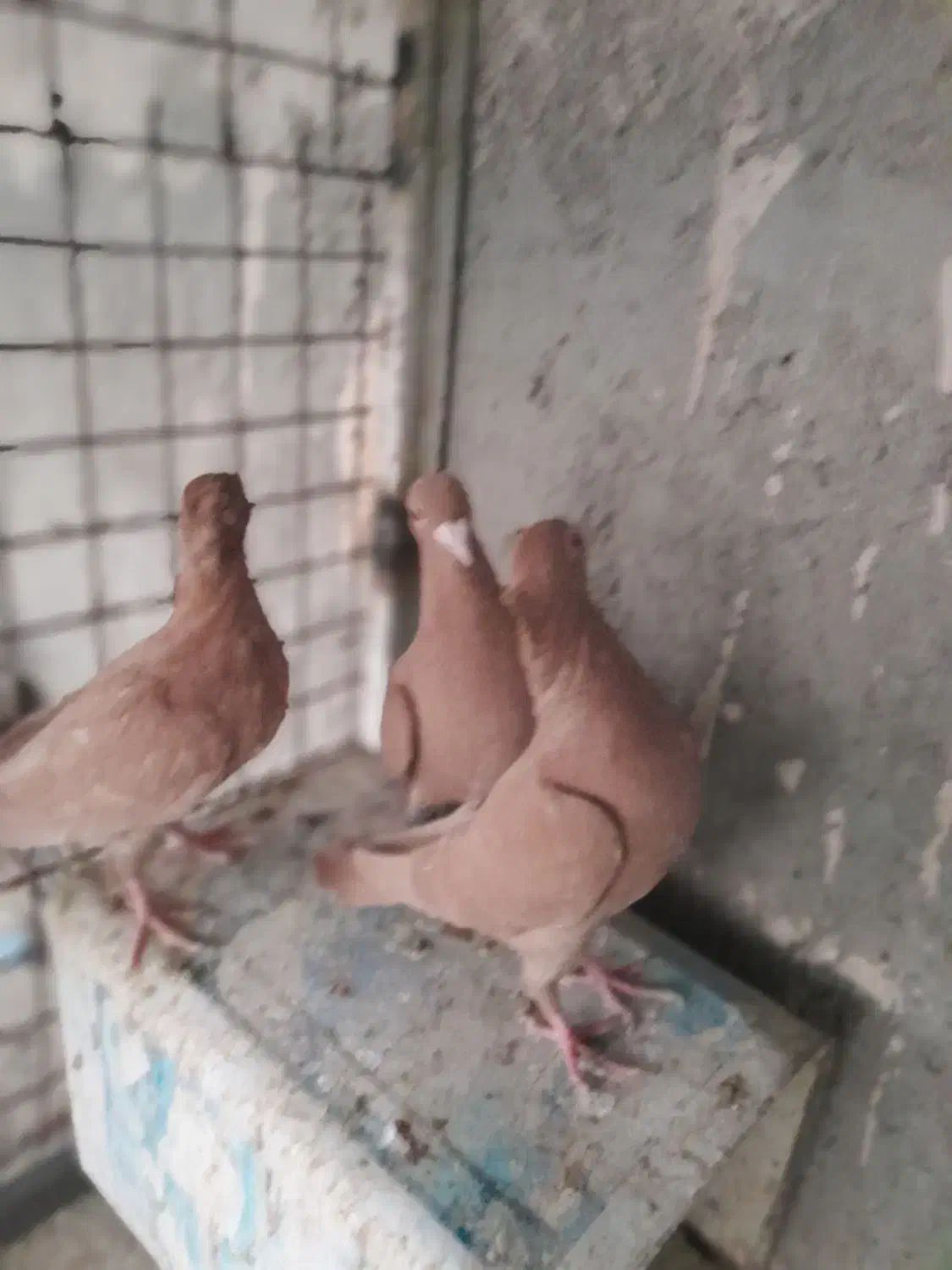 کبوتر تربت حیدریه|پرنده|تربت‌حیدریه, منظر|دیوار