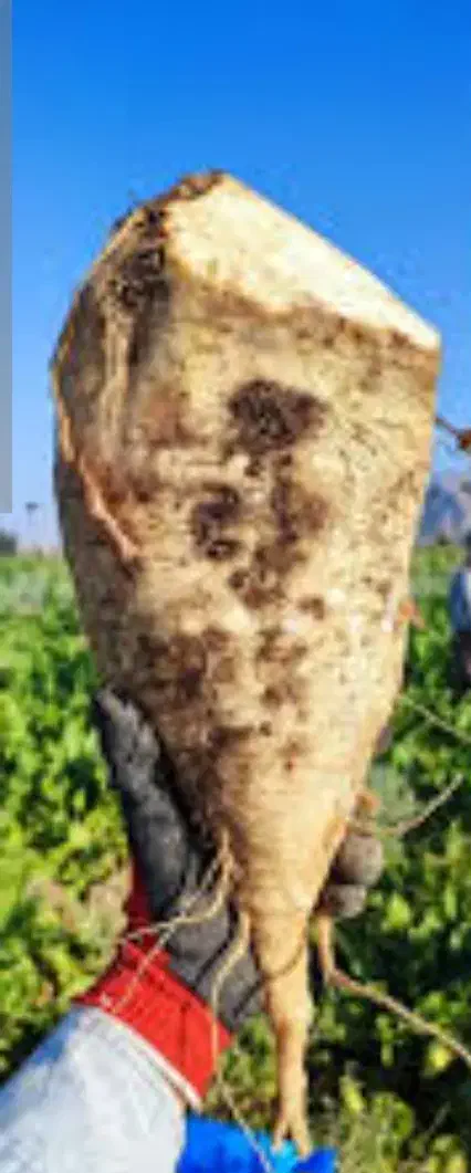 چغندر|خوردنی و آشامیدنی|سلماس, |دیوار