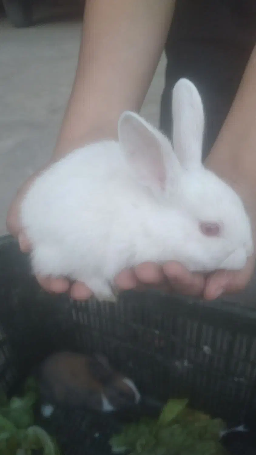 خرگوش کوچک|موش و خرگوش|شوشتر, |دیوار