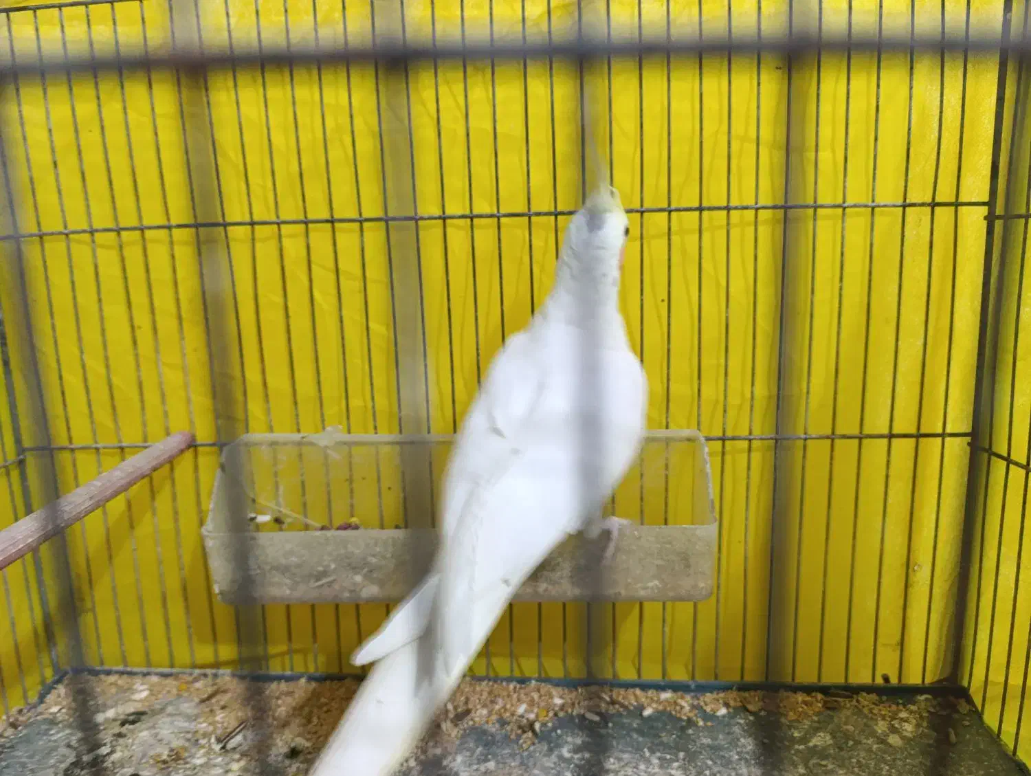 عروس هلندی ماده کار داده|پرنده|اردبیل, |دیوار