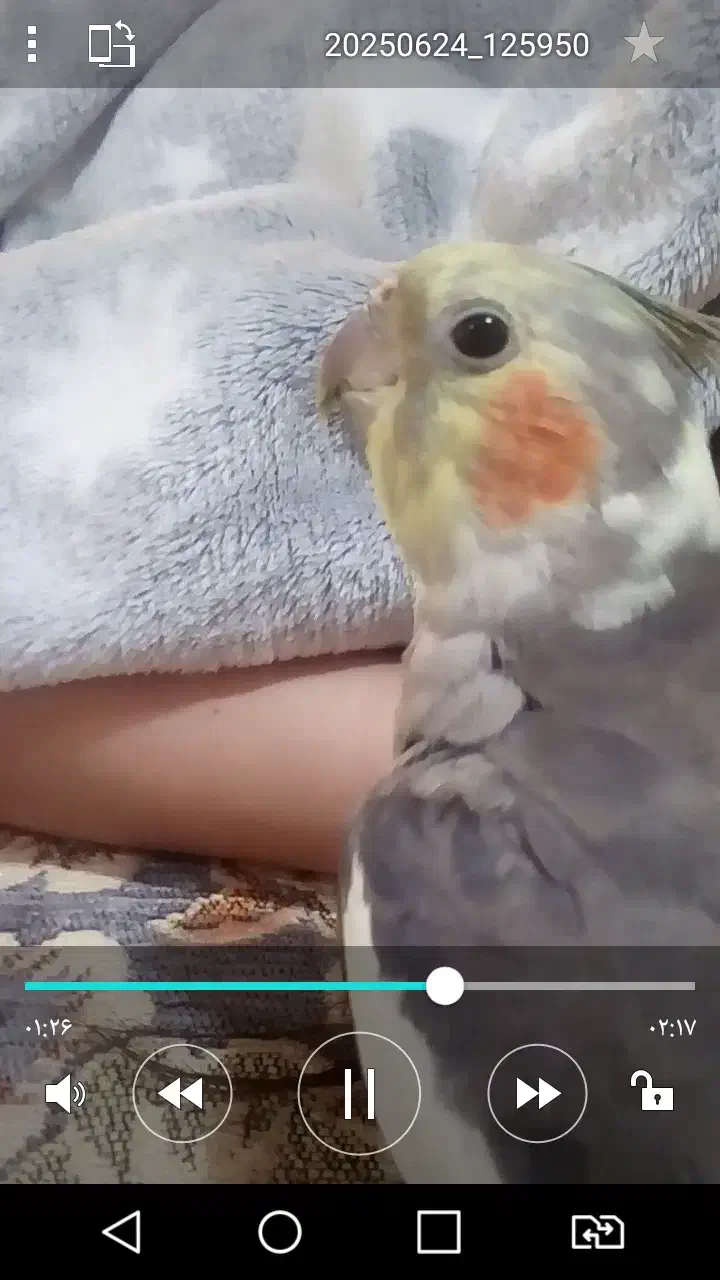 عروس هلندی گم شده|پرنده|شاهین‌شهر, خانه کارگر|دیوار