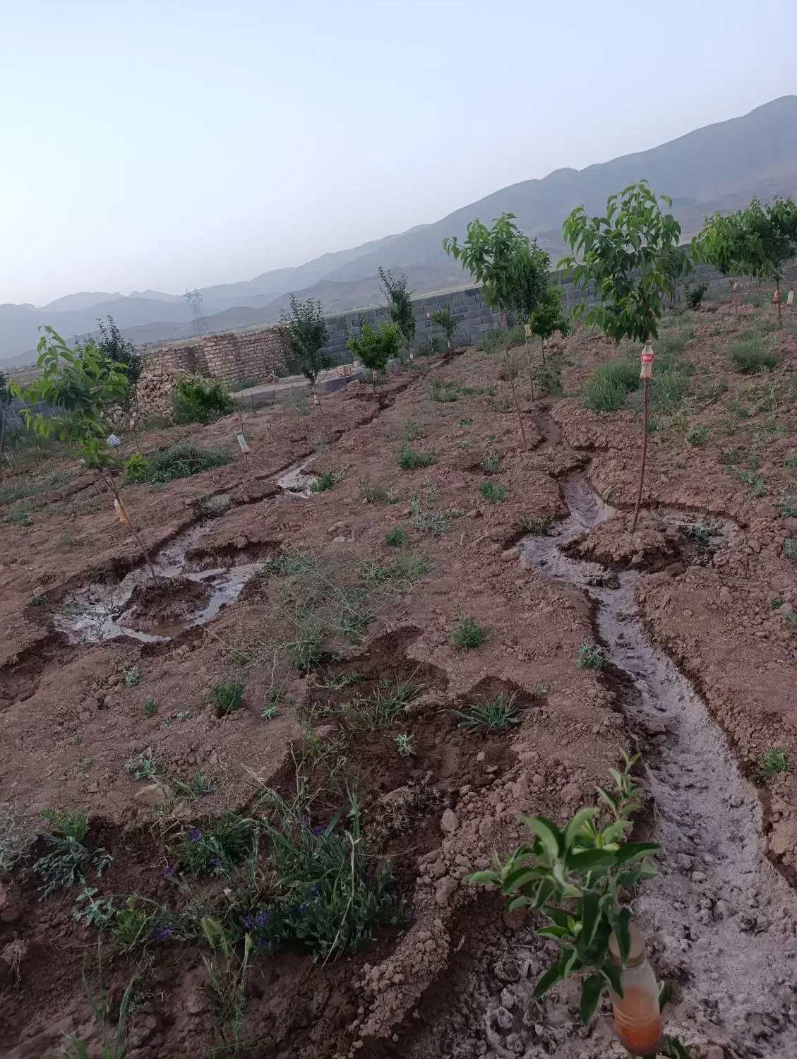 باغچه فروشی|فروش زمین و ملک کلنگی|نیشابور, مازول|دیوار