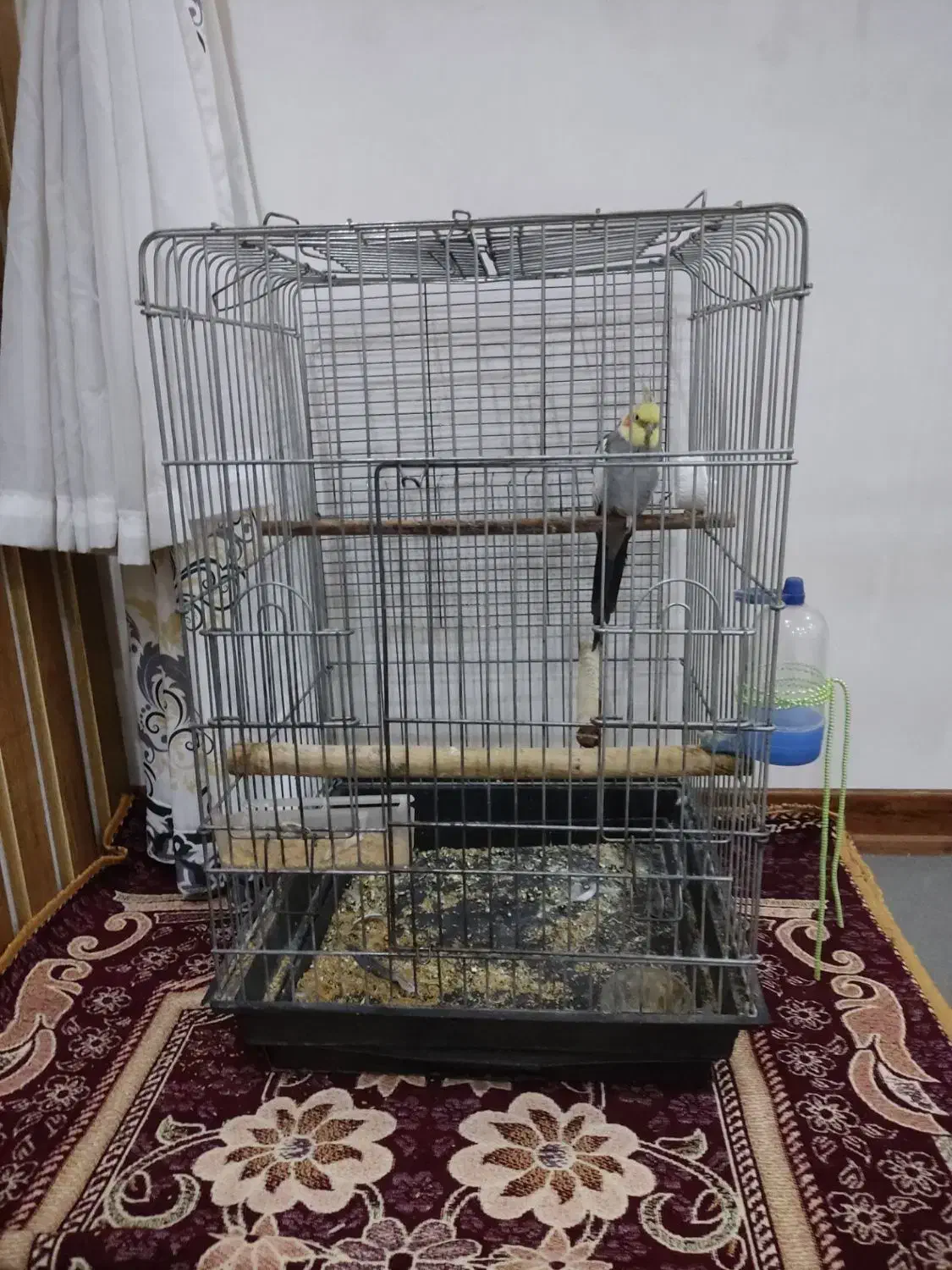 عروس هلندی|پرنده|نسیمشهر, |دیوار