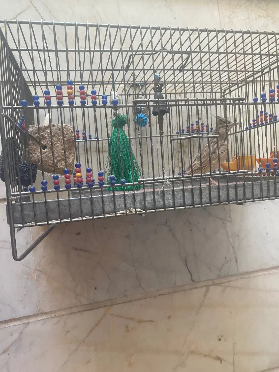 سهره خاکی کاکلی با قفس قناری فنچ مرغ عشق|پرنده|تهران, تختی|دیوار