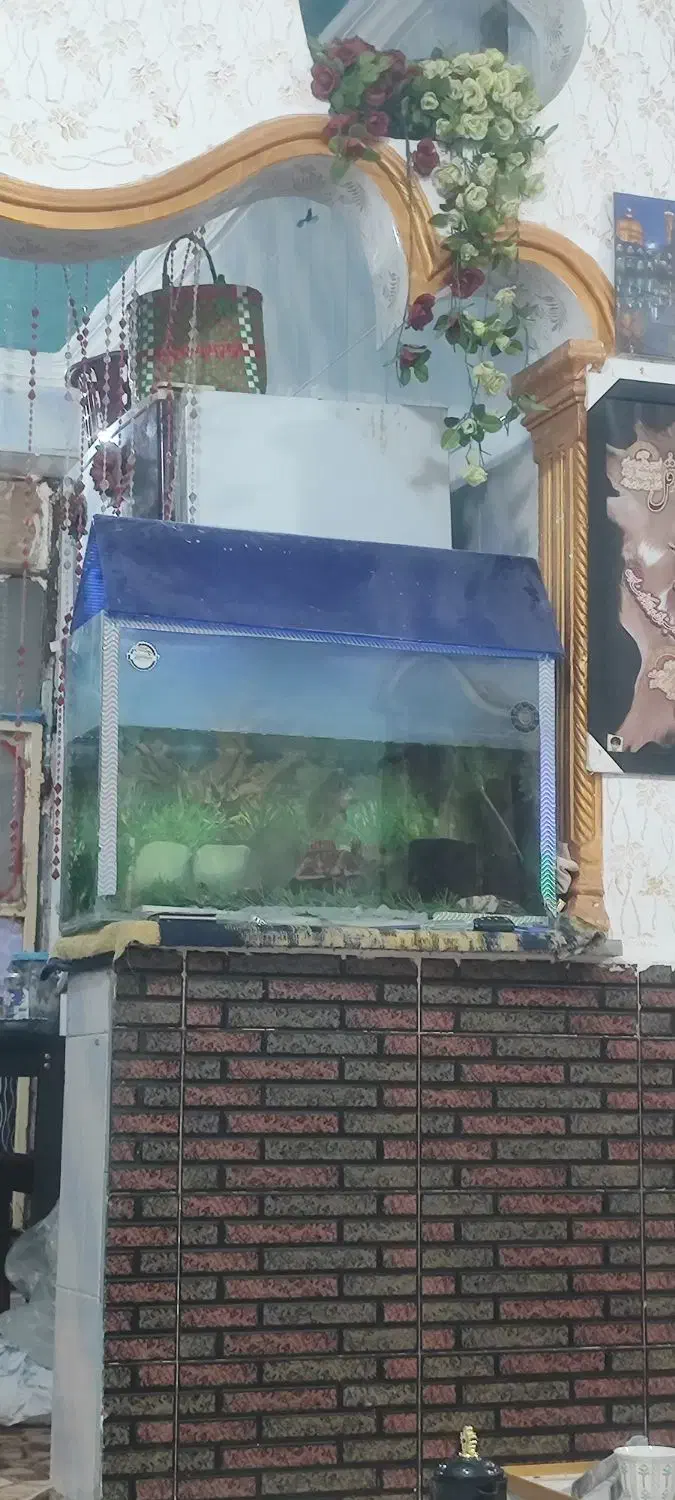 آکواریوم|ماهی|شادگان, |دیوار