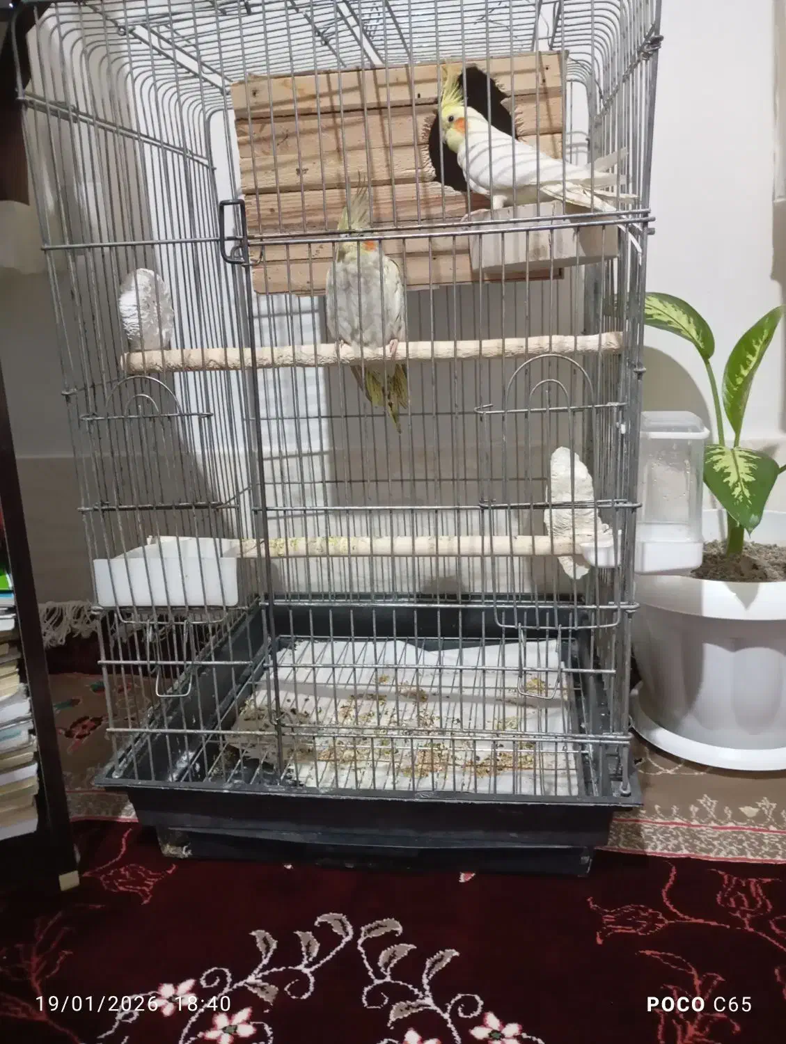 عروس هلندی|پرنده|دهگلان, |دیوار