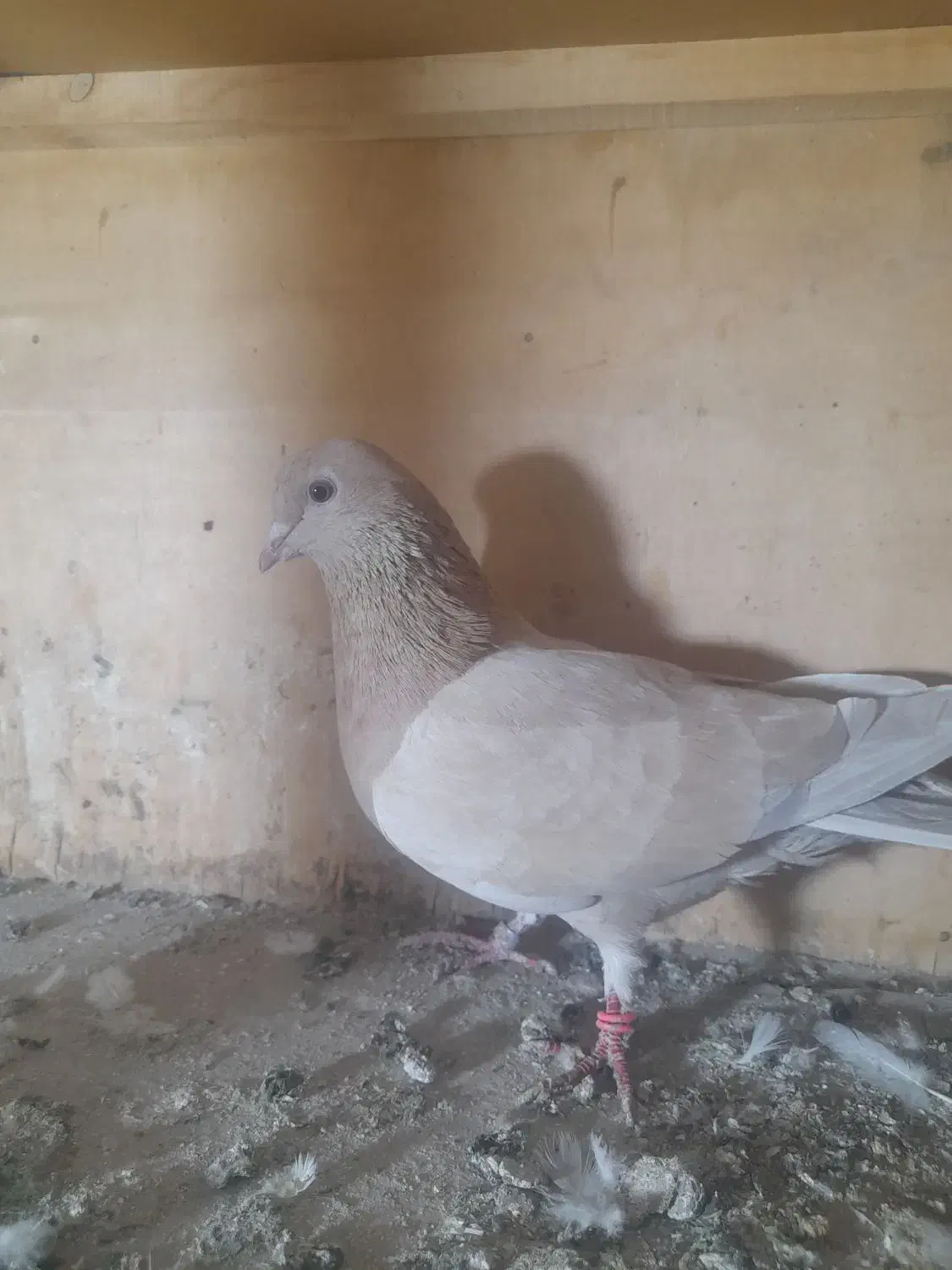 ماده زردی عروسک|پرنده|رباط‌کریم, شترخوار|دیوار