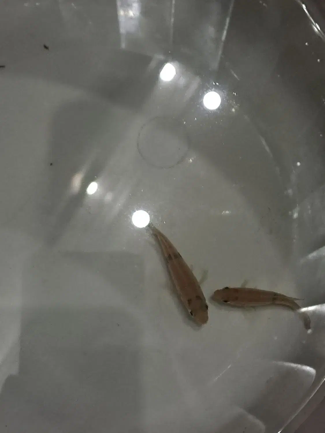 ماهی گوشتخوار جوئل|ماهی|شیراز, حافظیه|دیوار