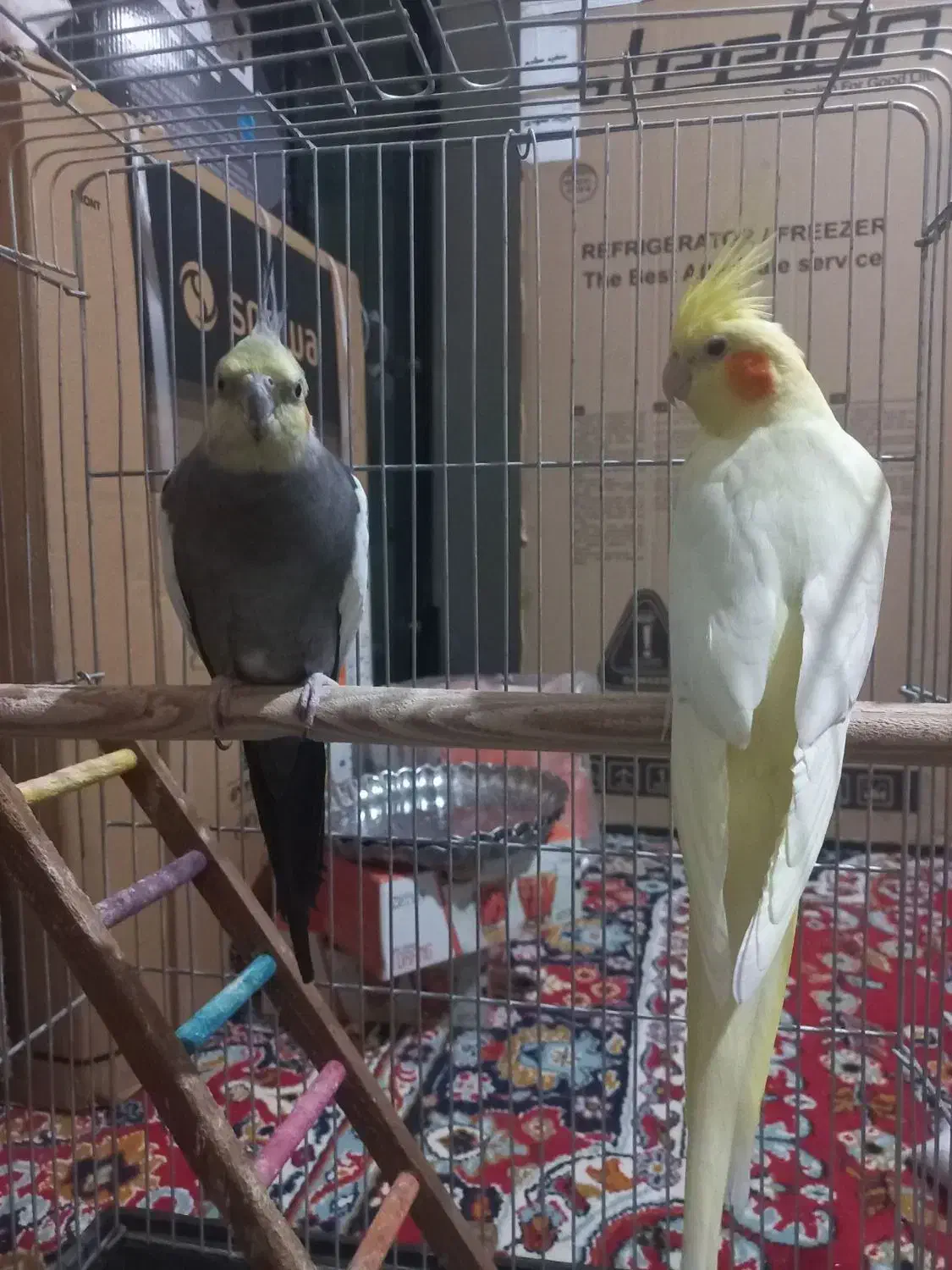 فروش ۲تا عروس هلندی|پرنده|نورآباد, |دیوار