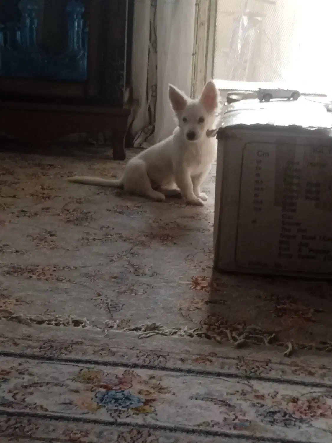 سگ‌پاکوتاه|سگ|سبزوار, ایزی شهر|دیوار