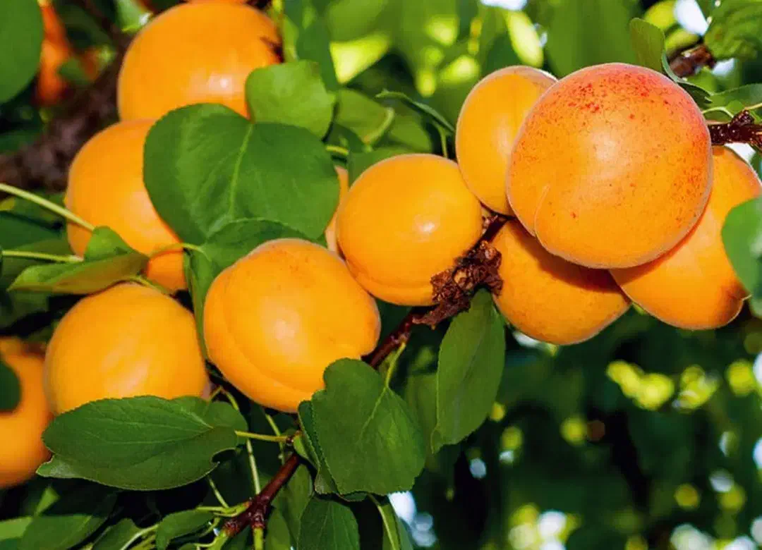 نهالستان پالیز دارای ارقام لیبل دار و مجوز|خدمات باغبانی و درختکاری|سبزوار, امیر کبیر|دیوار