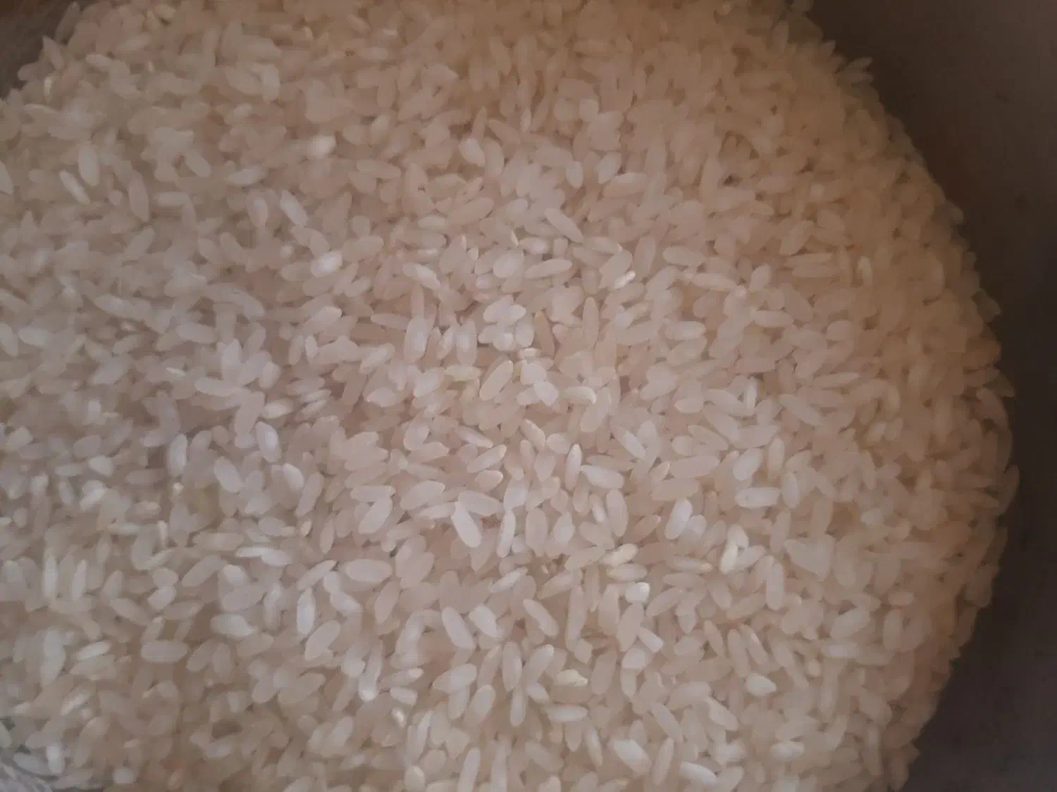 برنج کامفیروزی از نوع چمپا اصل اصل|خوردنی و آشامیدنی|شیراز, آزادگان|دیوار