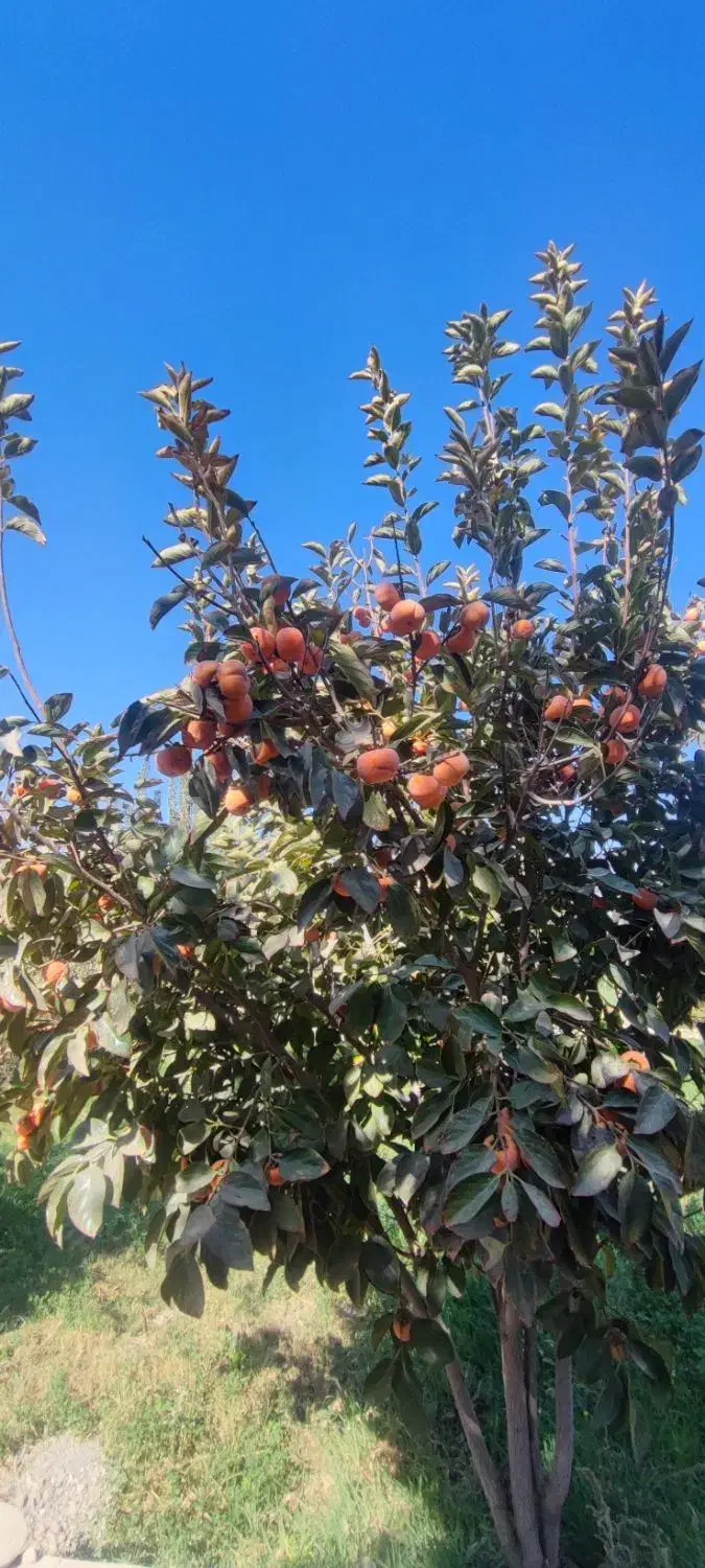 خُرمالو مهریز|خوردنی و آشامیدنی|مهریز, |دیوار