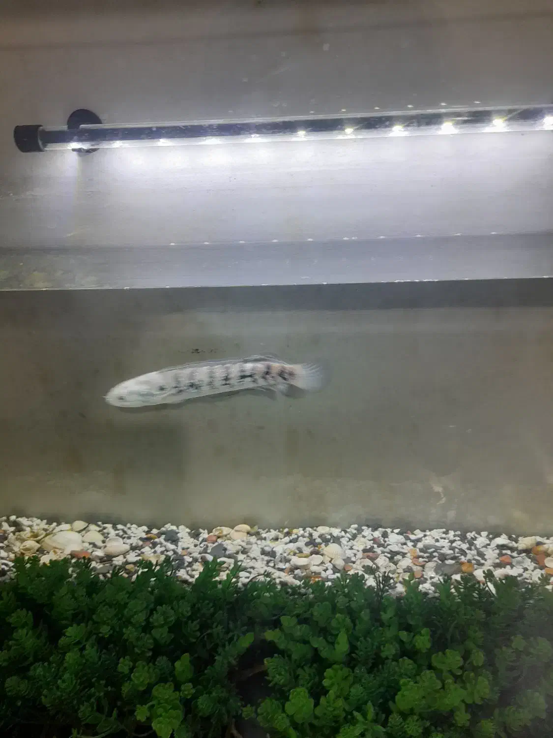 چانا آسیا با آکواریومش|ماهی|تهران, تهرانپارس شرقی|دیوار