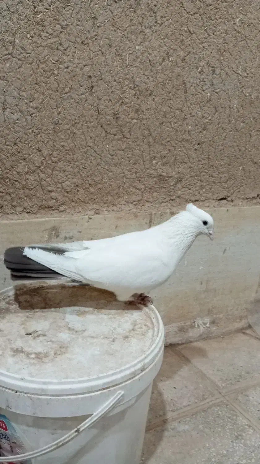 دم قهوه ای|پرنده|کاشمر, |دیوار