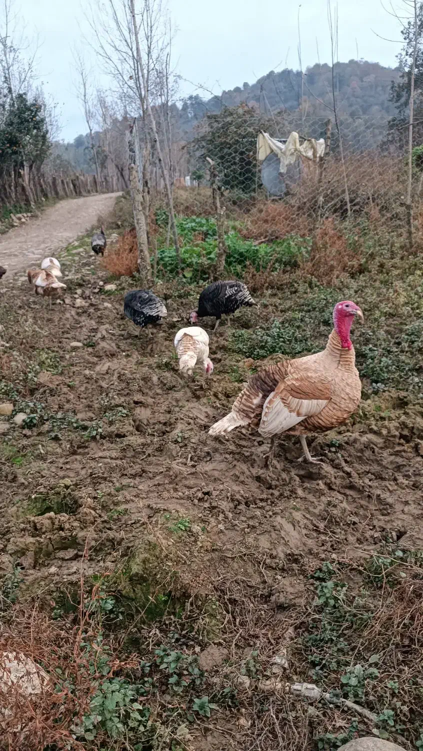 بوقلمون نر و ماده|حیوانات مزرعه|گلوگاه بابل (گلیا), |دیوار